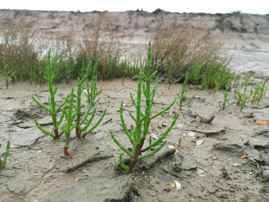 Salicornia precio