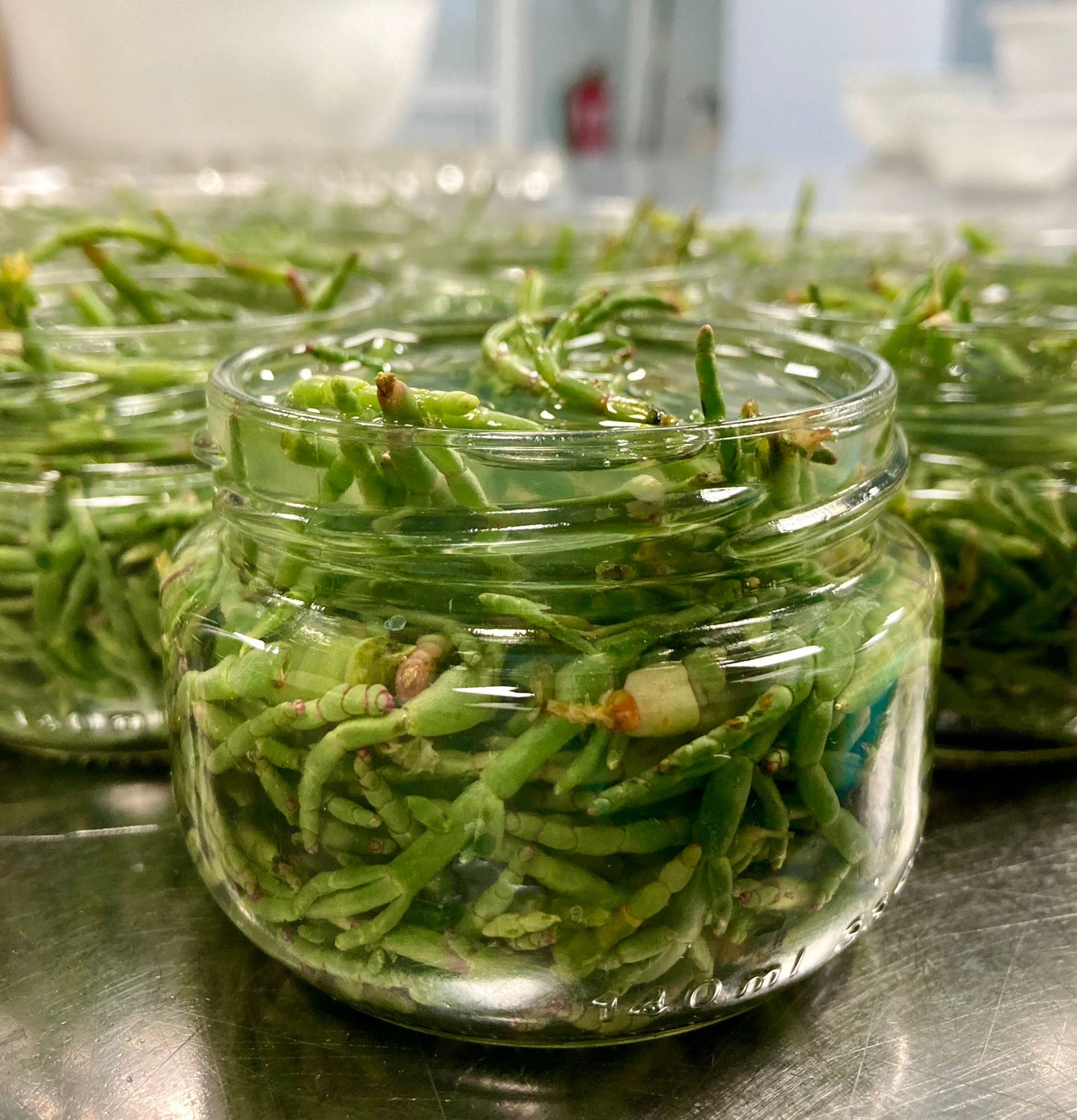 Salicornia en conserva al natural
